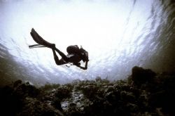 Drift Dive. 

Taken in the Maldives at 30 metres. by Dominic Mowbray 